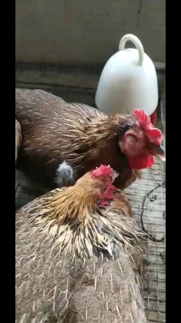 记住这个,鸡感冒发烧用它