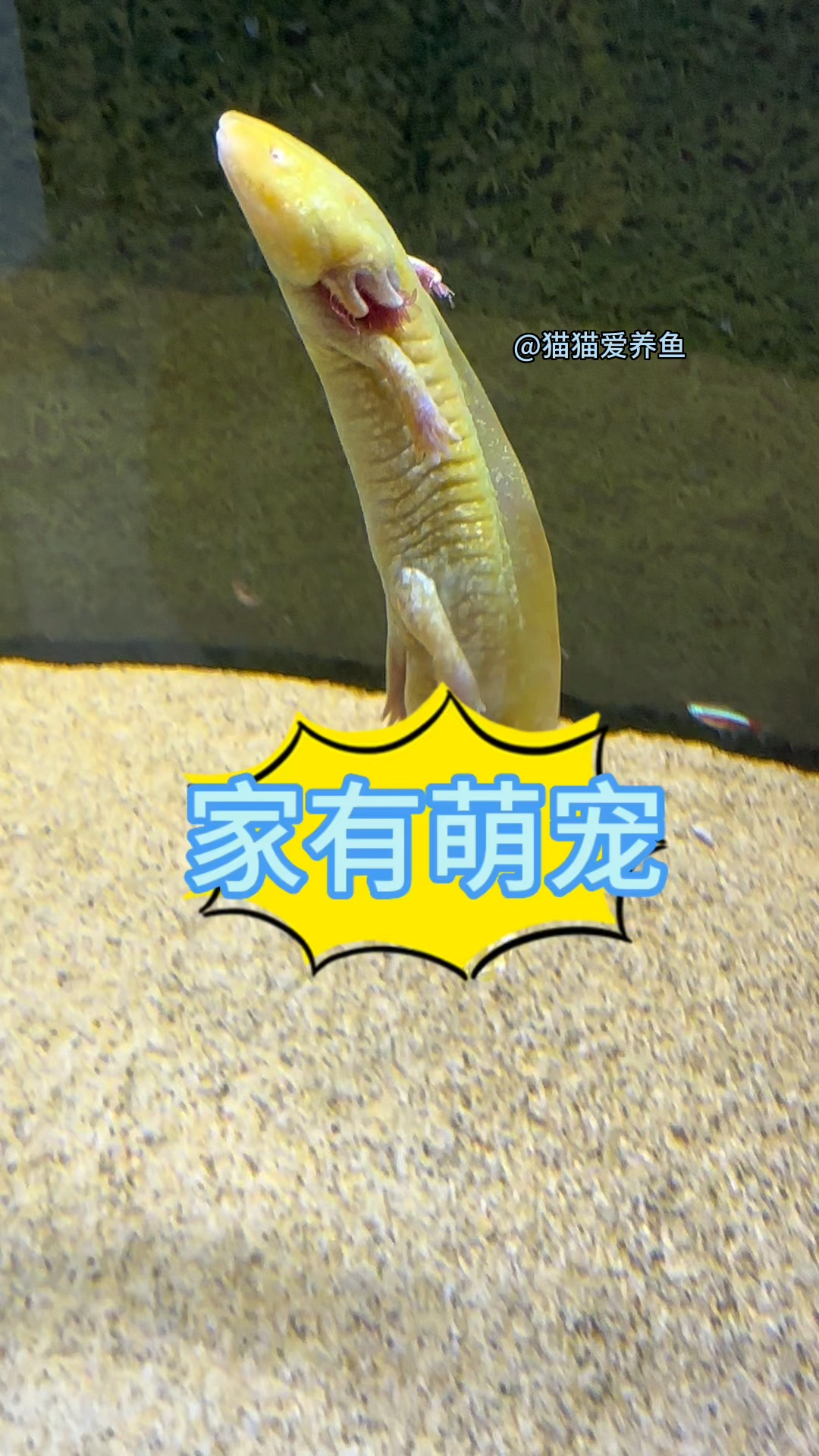 家有萌宠欢乐多,您养过最萌的鱼吗?您跟它的故事是水族店里的一见钟情吗?