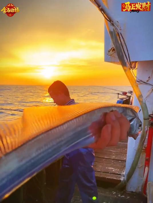 正宗的舟山带鱼你们吃不起我们卖不掉