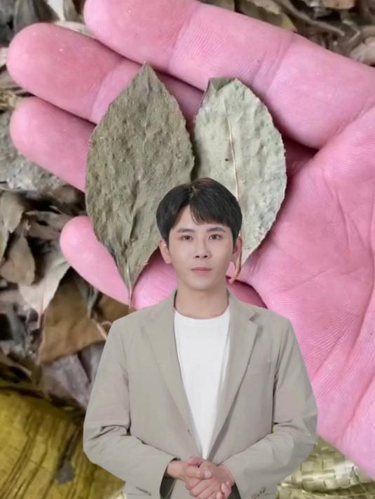 满山红叶的功效和选择,欢迎了解