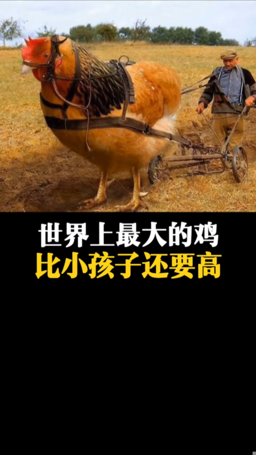 世界上最大的鸡有多大?居然比小孩子还要高!