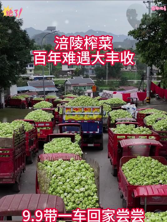 外面再好都不及家乡好。又是一年丰收季家乡漫山遍野的青菜头熟了