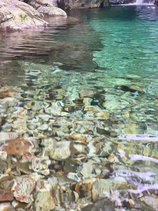 苦花鱼，这鱼对水质要求及高