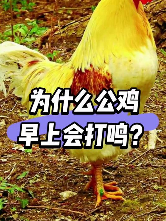 为什么公鸡早上会打鸣？
