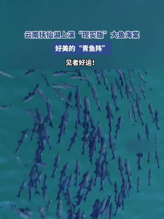 云南抚仙湖上演“现实版”大鱼海棠,好美的“青鱼阵”,见者好运