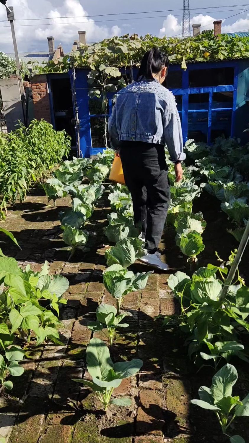 砖地上栽的甘蓝长大包心了