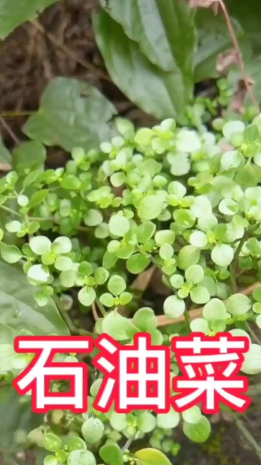 石油菜:别名石苋菜、石花菜、肥奴奴草等。#了解更多在评论区。