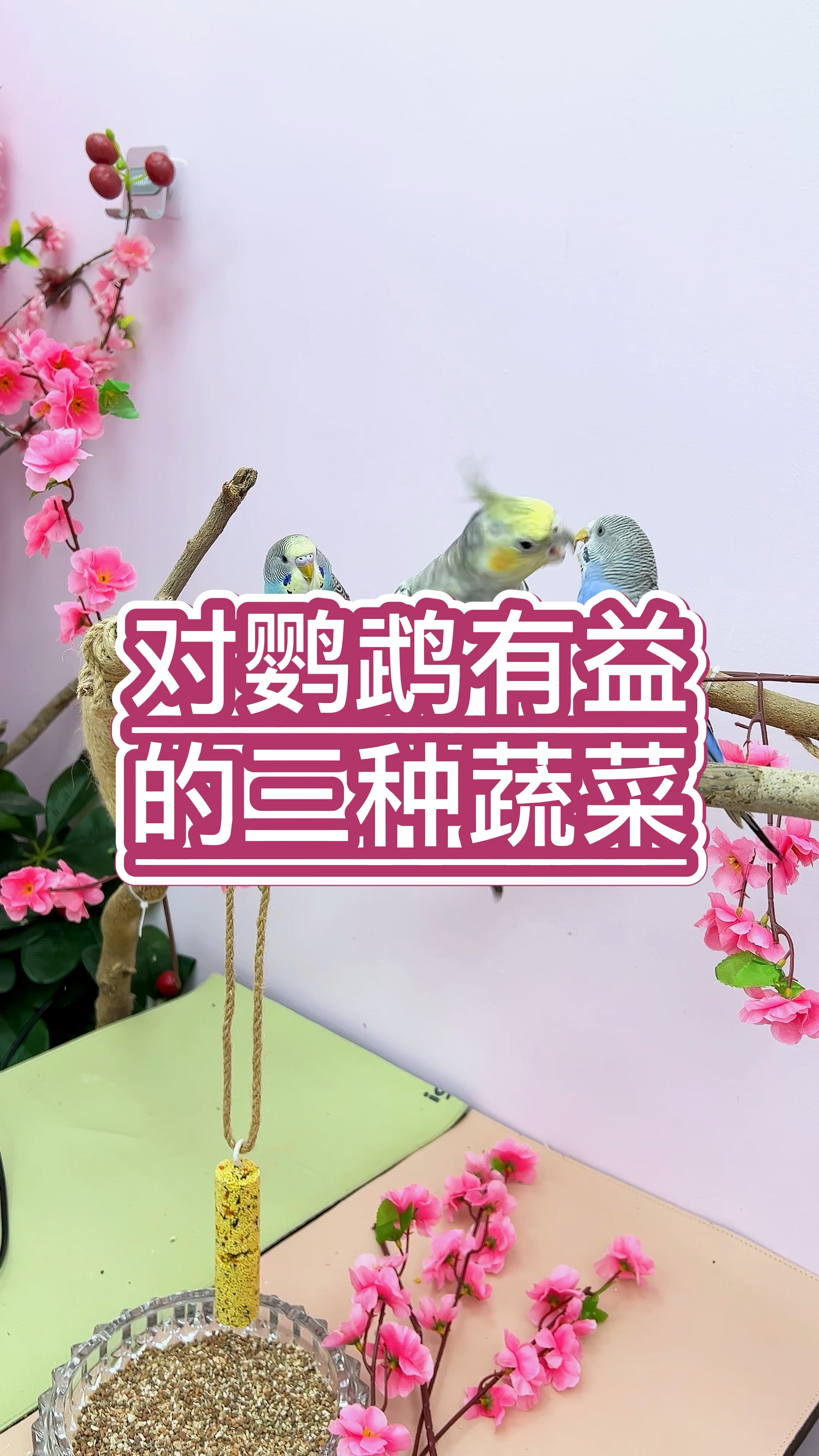 对鹦鹉全身都有益的蔬菜,花椰菜,红萝卜,甘蓝