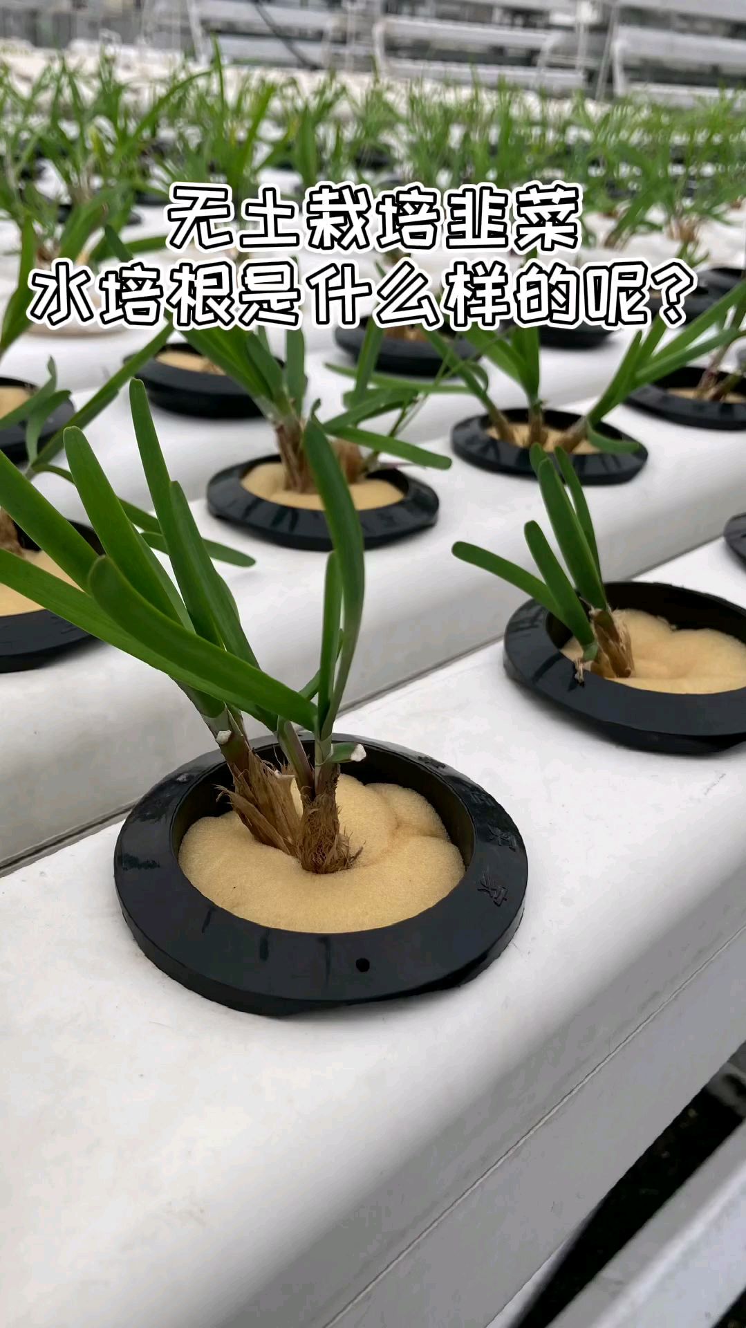 无土栽培韭菜水培根系长什么样子呢?你见过吗?