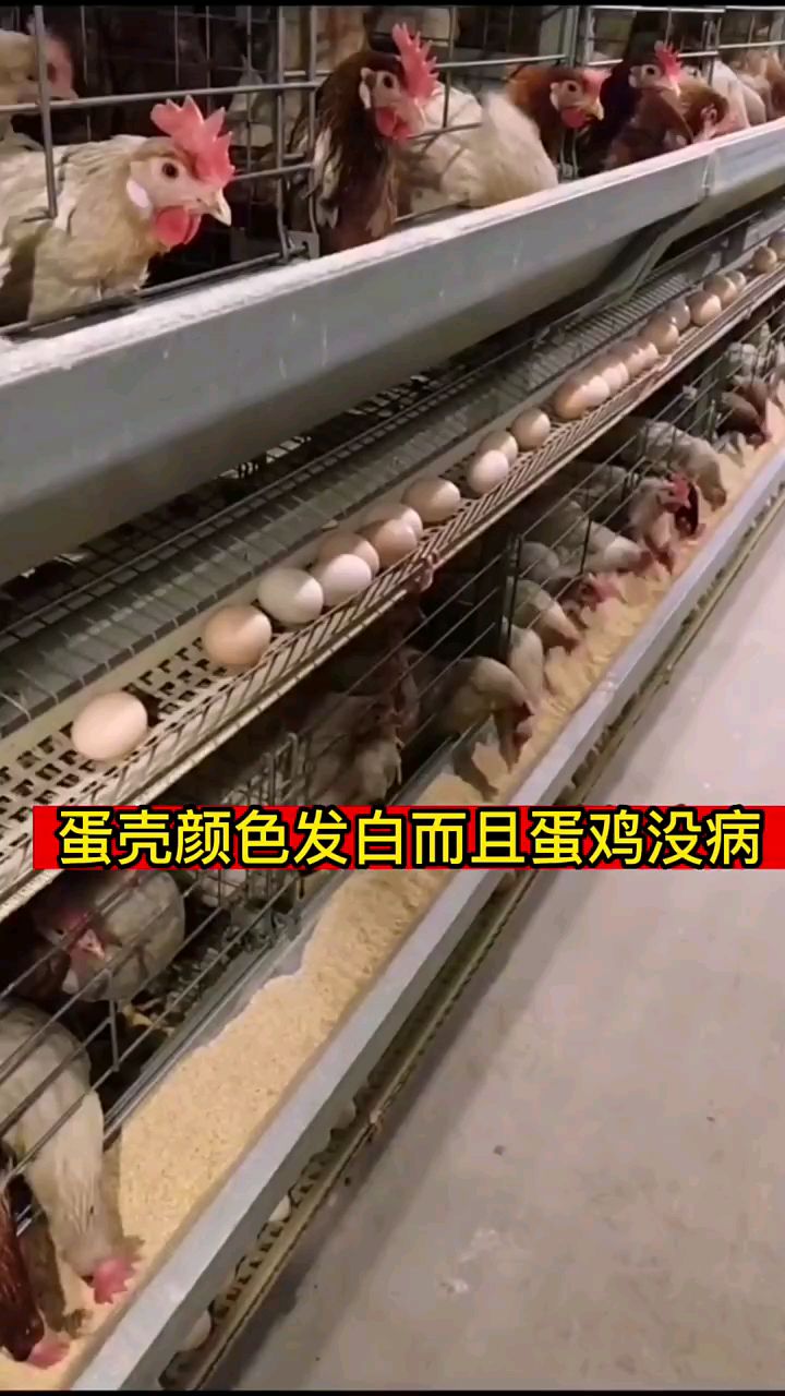 蛋壳发白而且鸡没有病是怎么回事