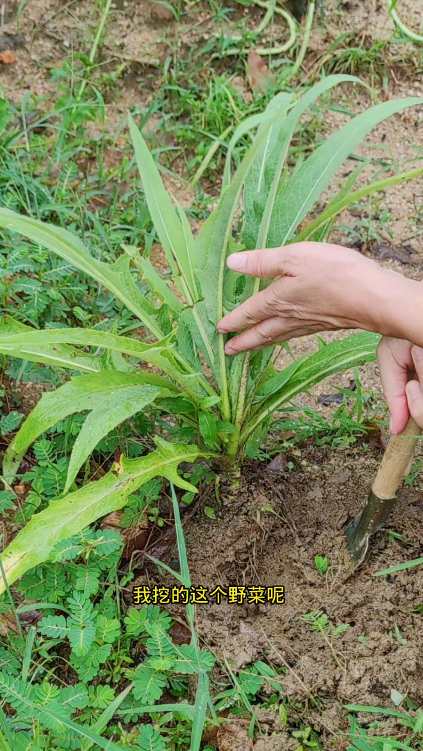 山莴苣,一种常见的野菜,它的根叫白龙头