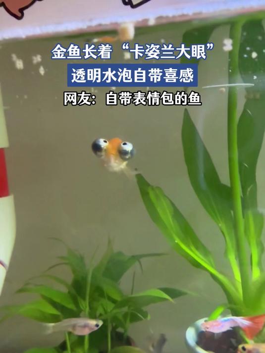金鱼长着 “卡姿兰大眼”，透明水泡自带喜感，网友：自带表情包