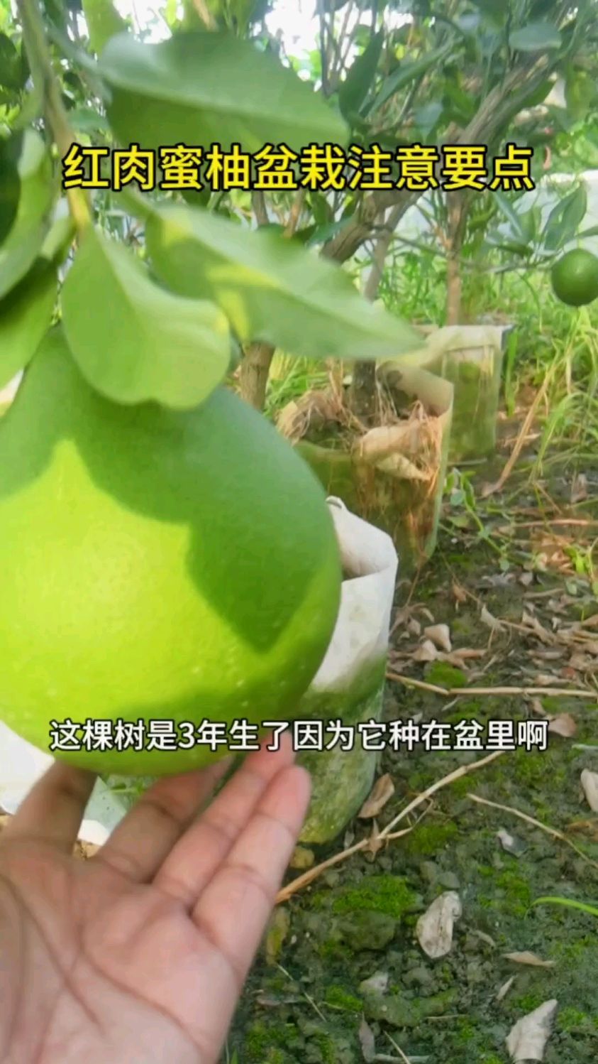 红肉蜜柚想盆栽的客人,可以进来看一看#果树苗 #红肉柚子