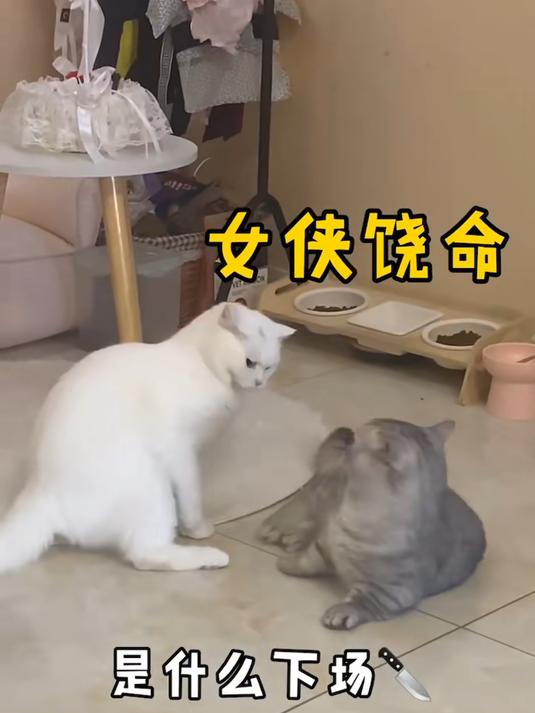 布丁想小母猫是想疯了 终于对泡芙伸出了魔爪