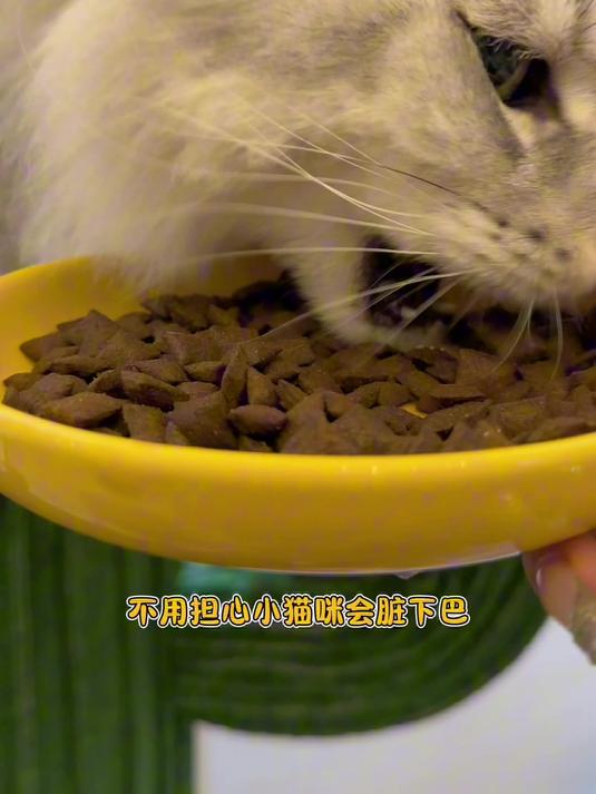 小猫咪居然也有自己的泡芙可可酥了!