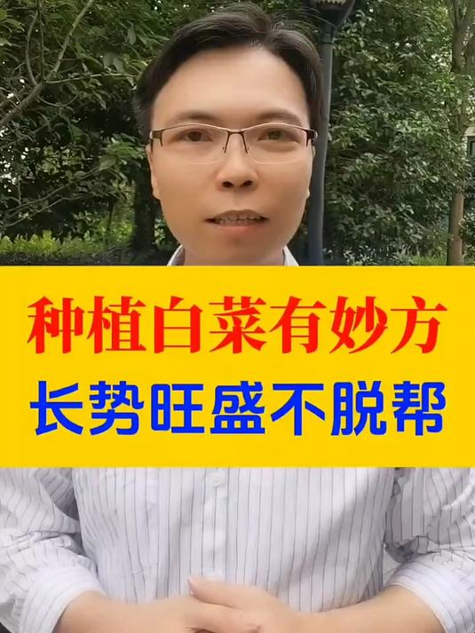 种植白菜有妙方,长势旺盛不脱帮 三农 蔬菜种植 白菜种植