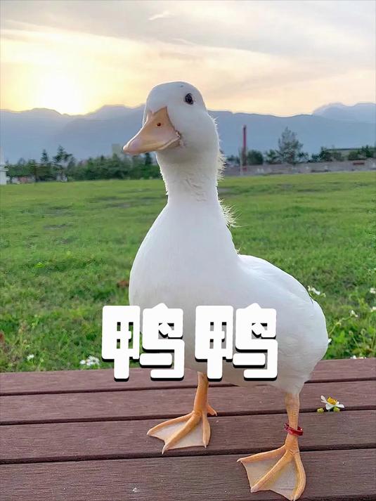 小哥路边捡到只迷路的小黄鸭，带回家养大后，竟成了时髦的鸭明星
