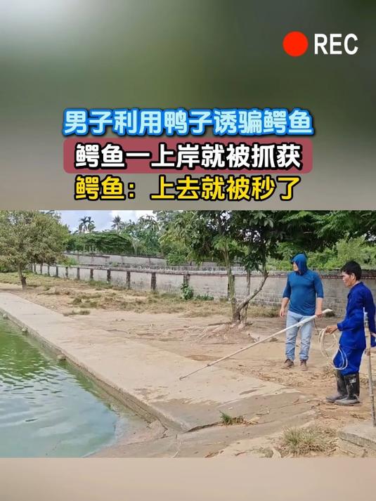 男子利用鸭子诱骗鳄鱼,鳄鱼一上岸就被抓获,鳄鱼:上去就被秒了