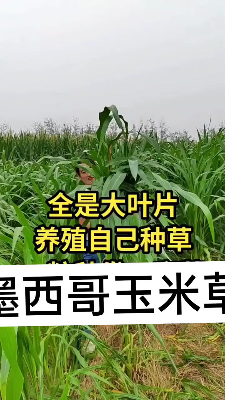 牧草种子大全