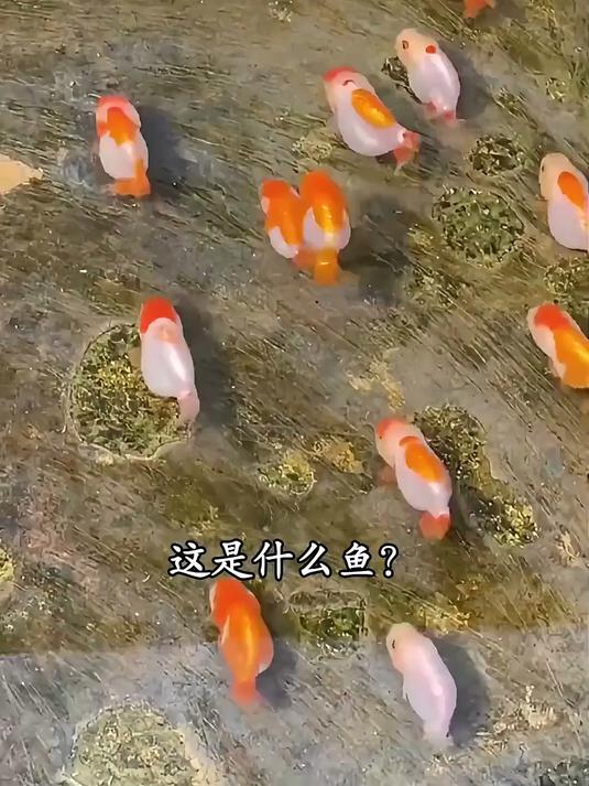 分享15种特别好看的观赏鱼，你喜欢哪种？