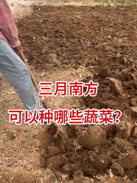 三月南方可以种什么蔬菜?