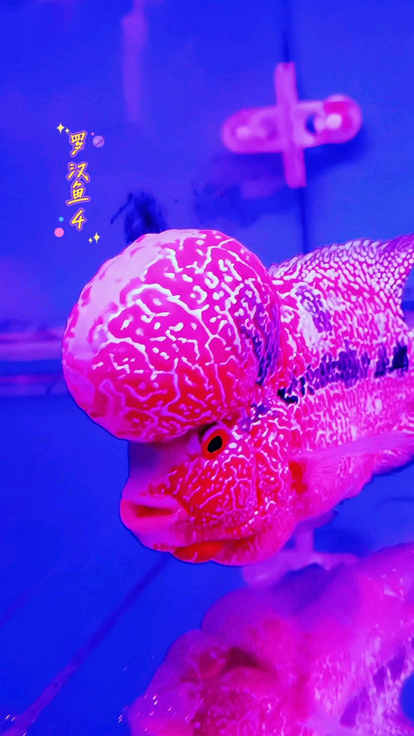 宠物鱼系列2:最美大脑门的罗汉鱼