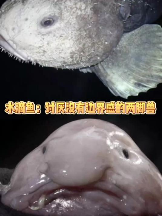 水滴鱼：讨厌没有边界感的两脚兽！