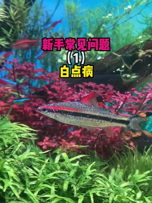 新手养鱼入门基础教学,白点病怎么快速治疗