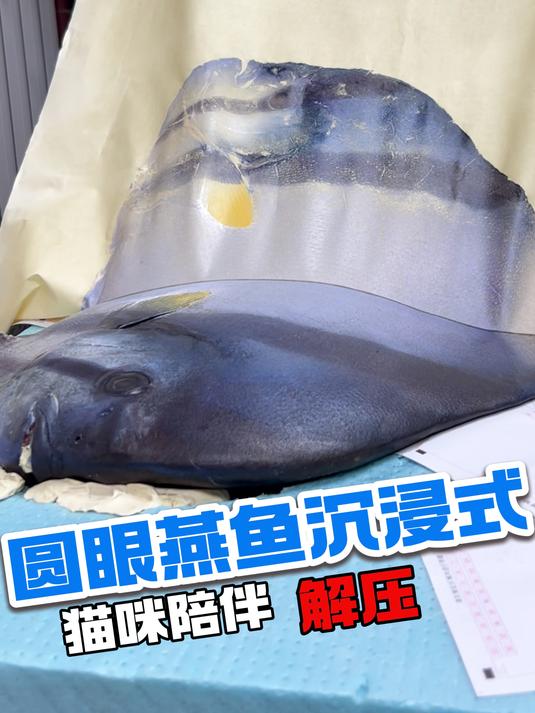 新年圆眼燕鱼沉浸式拓印,元气满满!