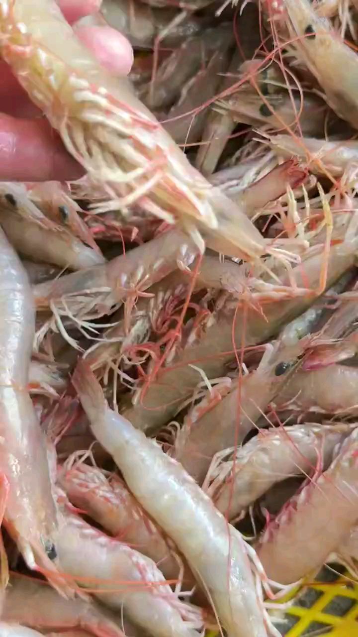 本地野生沙鲁虾季节很短再不吃,就要没啦(有些有膏)