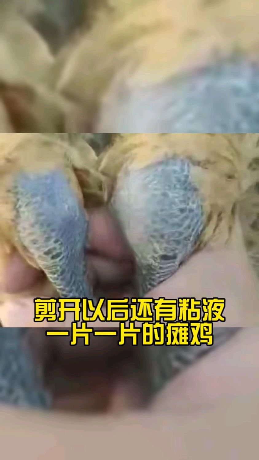最近很多朋友问,鸡走路一瘸一拐怎么办