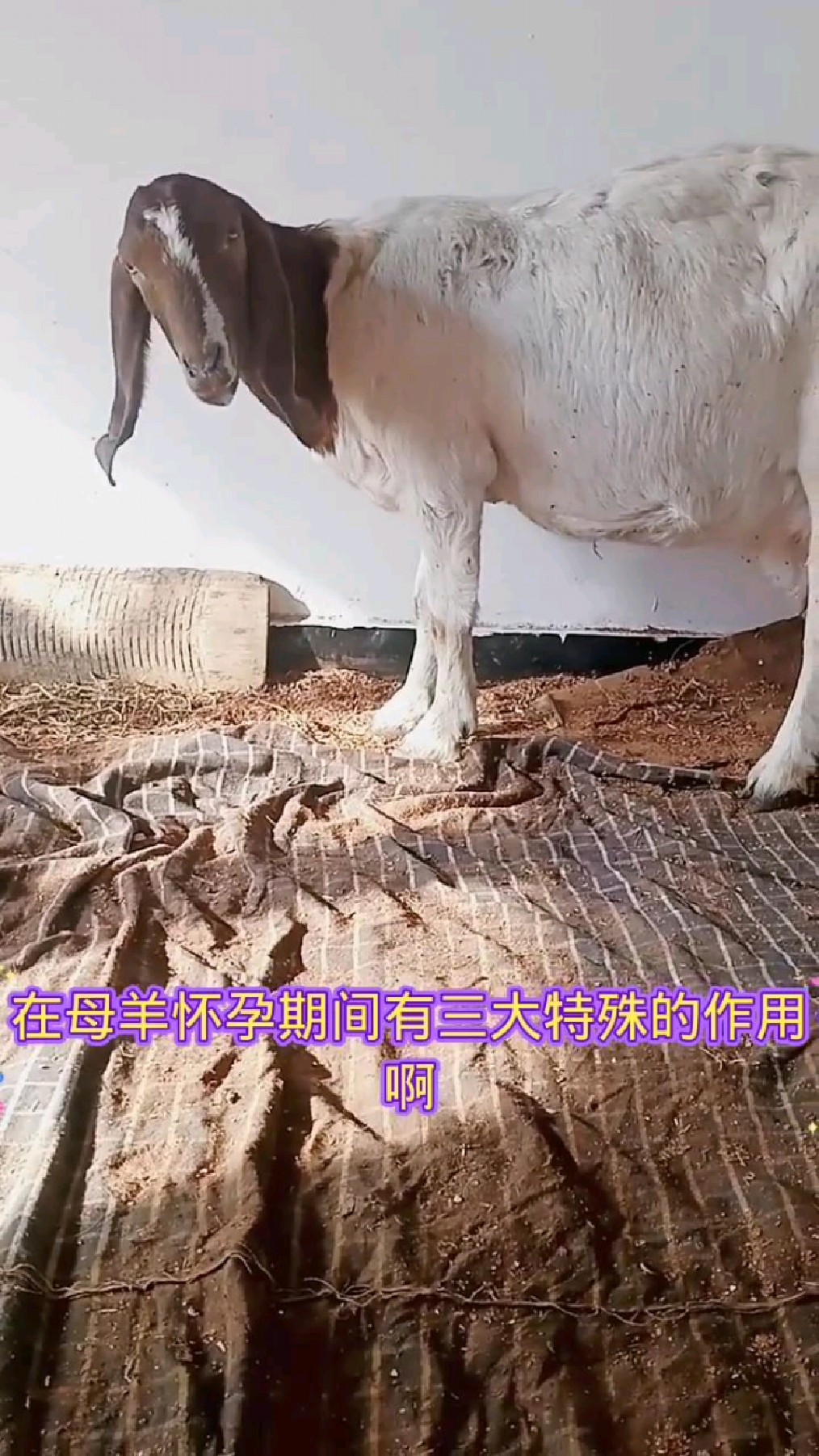 兽用鱼肝油好处多