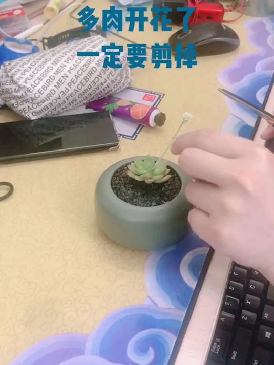 多肉开花了,但一定要把它剪掉,为什么呢?