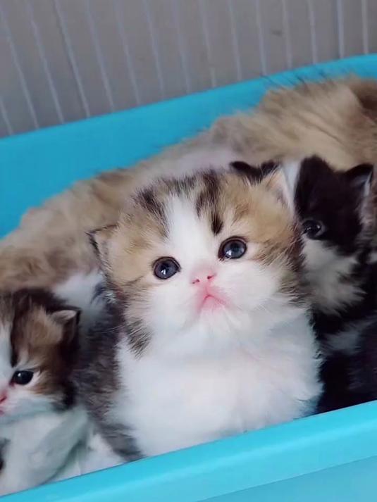 呆萌呆萌的小猫咪!