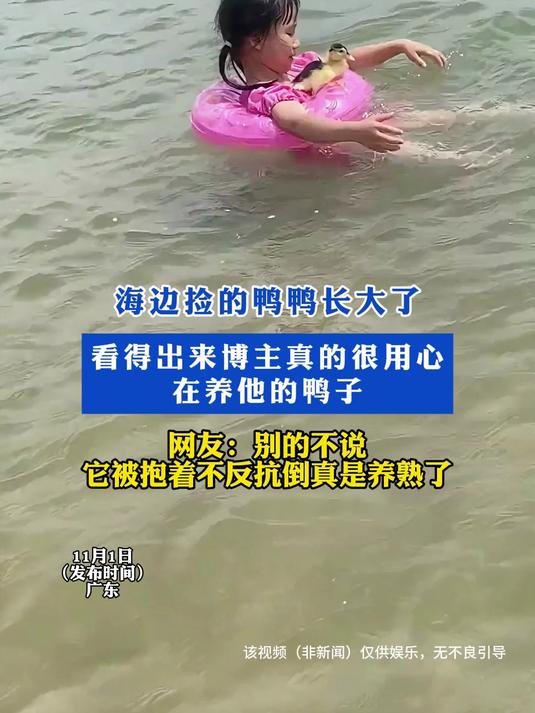 海边捡的鸭鸭长大了！看得出来博主真的很用心在养他的鸭子