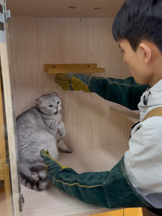 史无前例英短银渐层