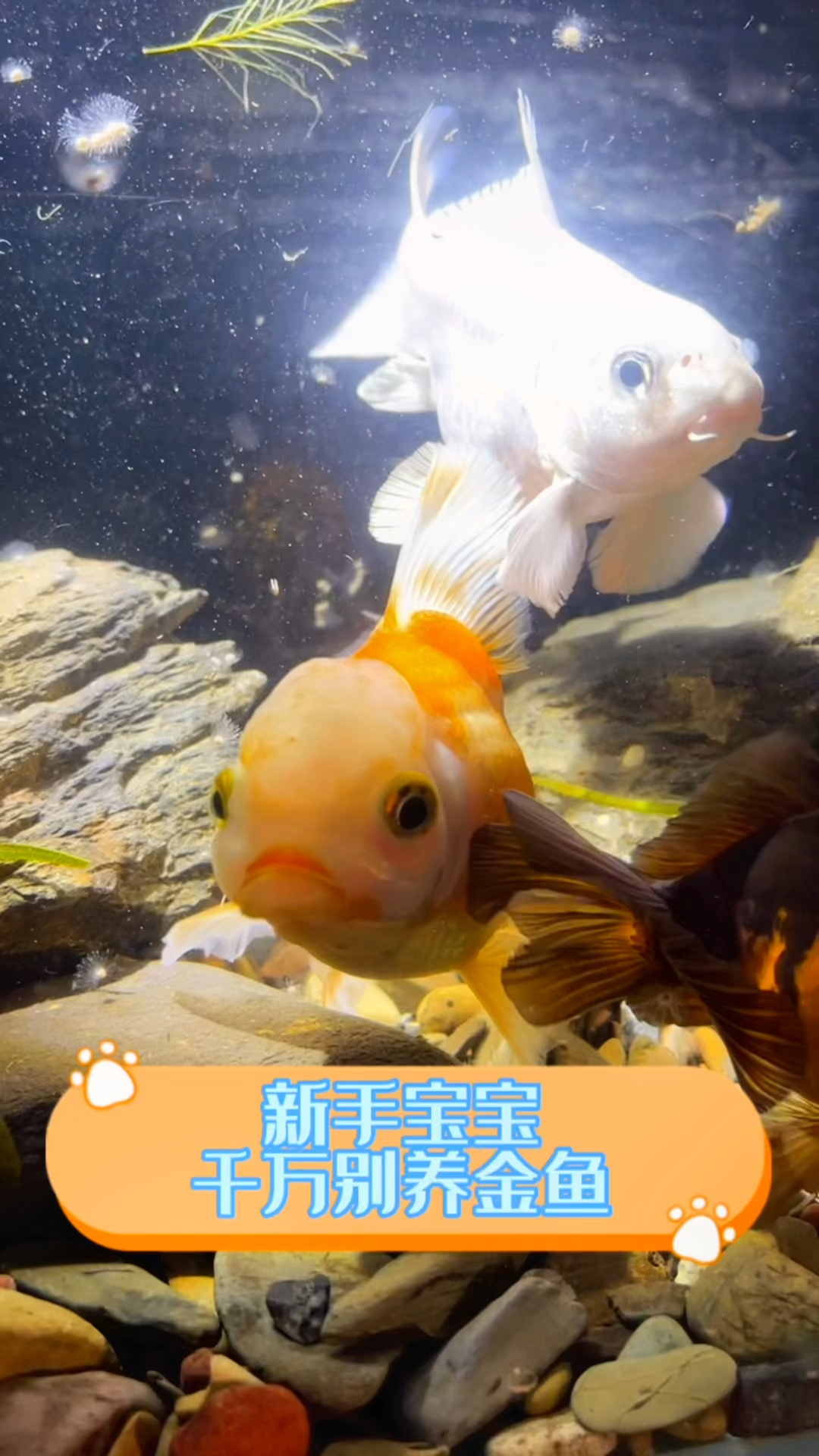 新手鱼友千万别养金鱼，别把自己坑了！#水族#观赏鱼#原创#百家号