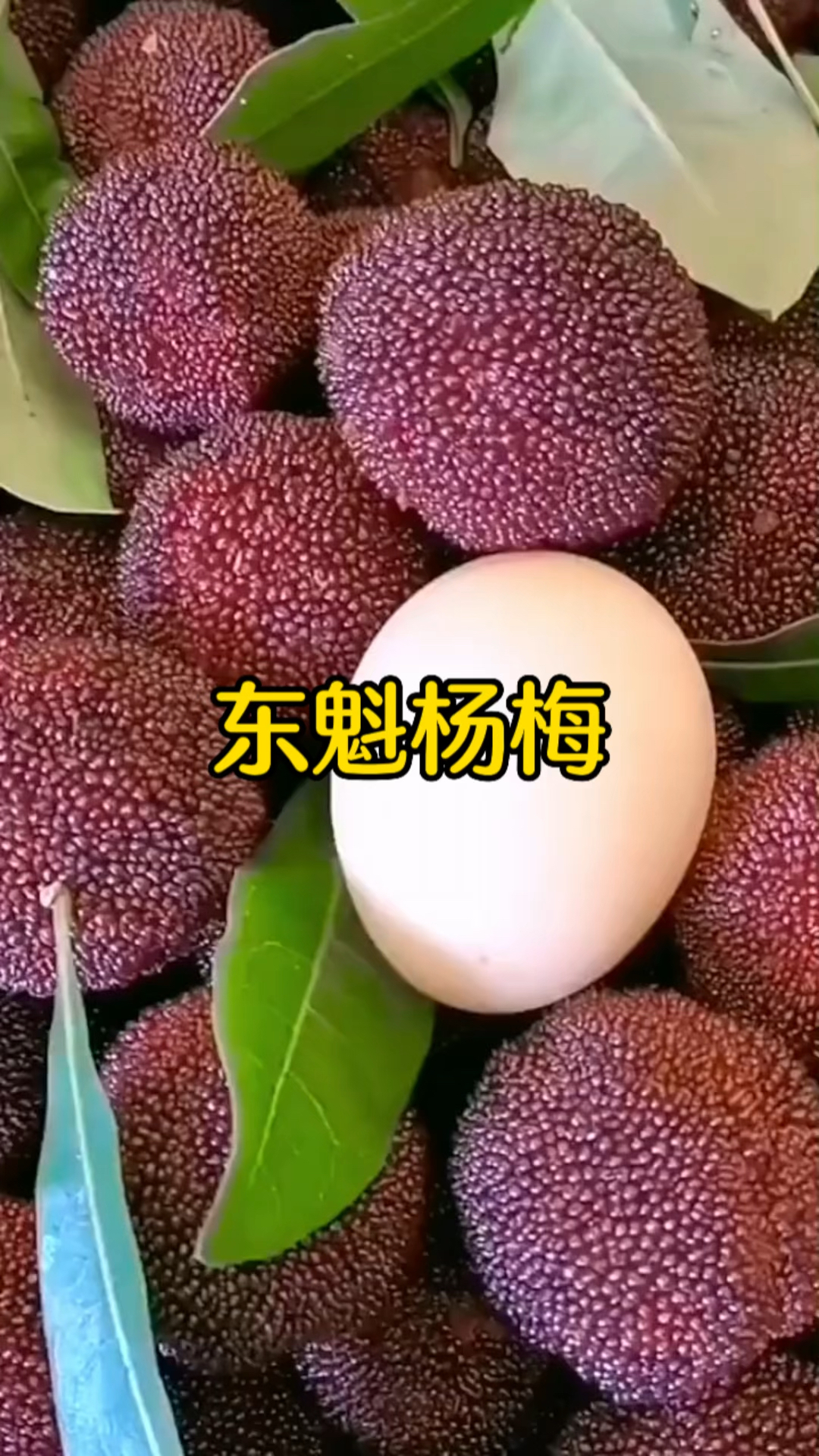 东魁杨梅苗，果实又大又甜 市面上的主流品种