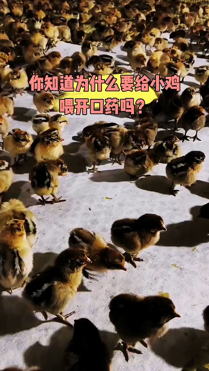 你知道为什么要给小鸡喂开口药吗