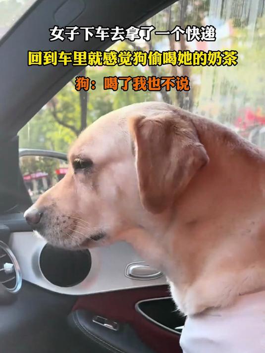 女子下车去拿了一个快递,回到车里就感觉狗偷喝她的奶茶