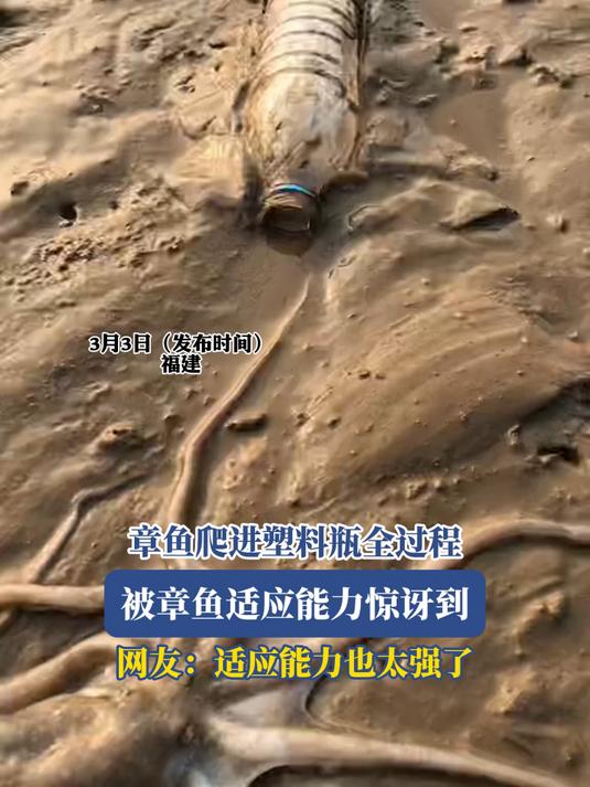 章鱼爬进塑料瓶全过程,被章鱼适应能力惊讶到,网友:适应能力也太强了