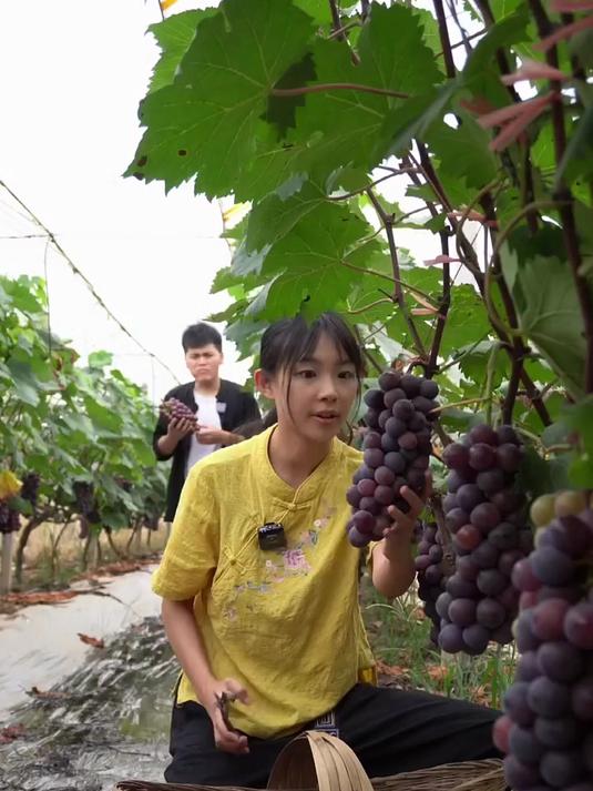 夏天来了,多肉葡萄也来了,自己做的味道不会输给外面的奶茶店