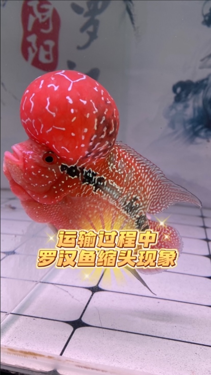 运输过程中缩头的现象