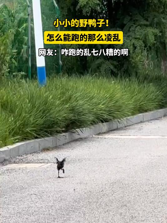 小小的野鸭子!怎么能跑的那么凌乱,网友:咋跑的乱七八糟的啊