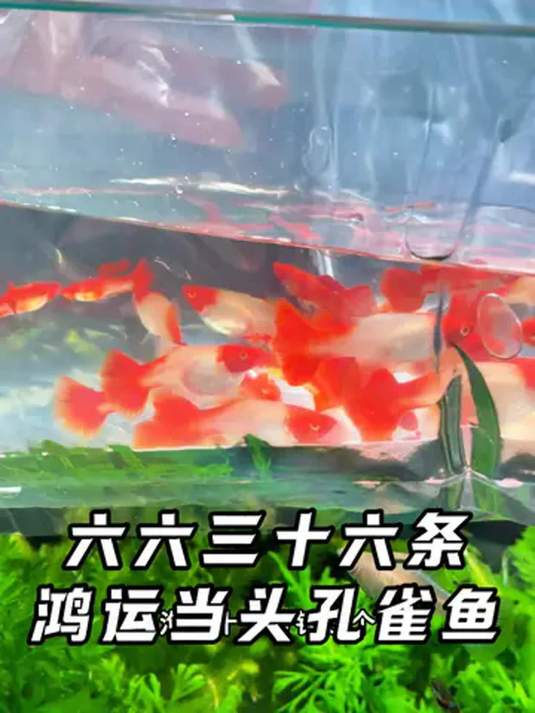 新入缸的 36 条鸿运当头孔雀鱼 美爆啦 鱼友快来
