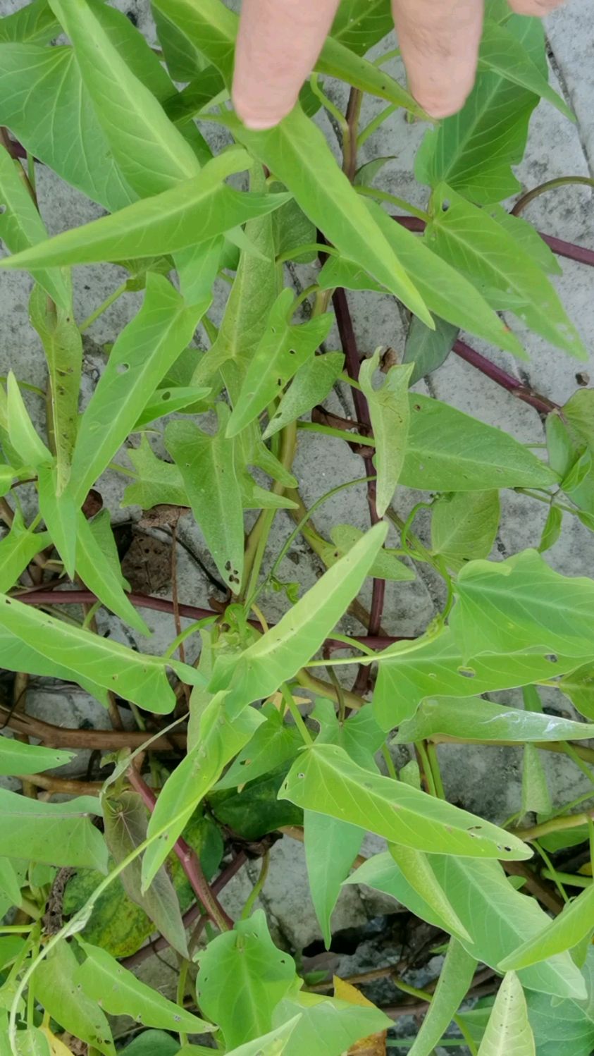 大家看一下这个是不是野生的空心菜,纯野生的哦