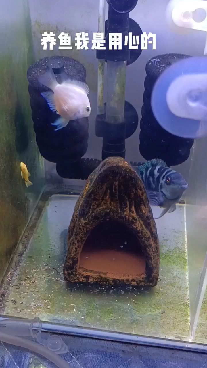 迷你鹦鹉鱼繁殖,试试宝蓝与白金繁殖,强行配对