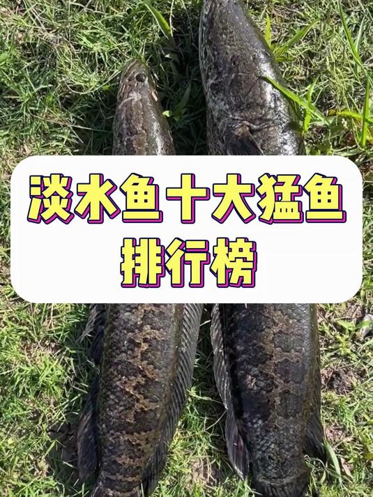 淡水鱼十大猛鱼排行榜