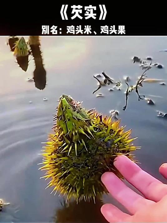 芡实又叫鸡头米 芡实 鸡头米 科普