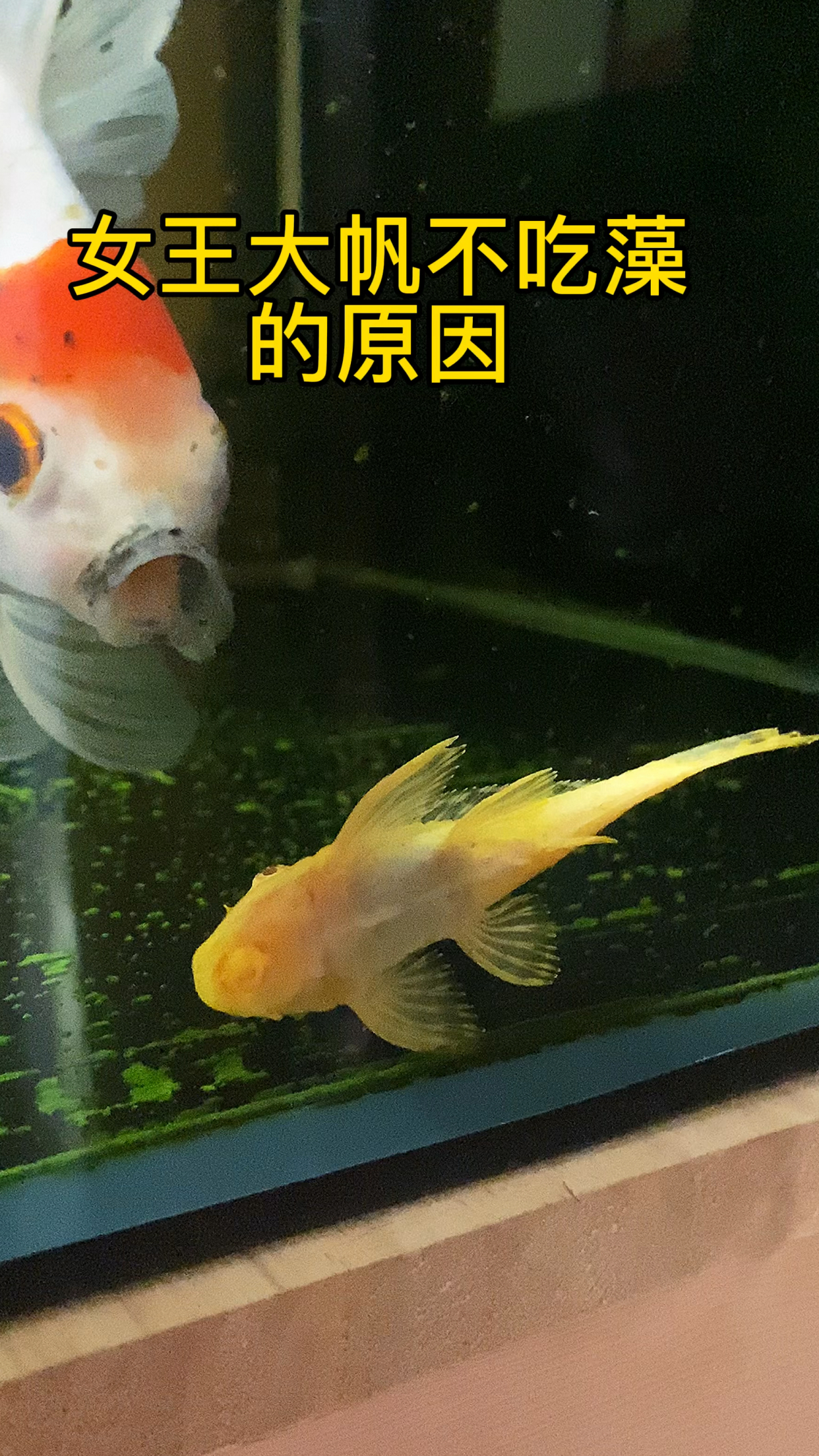 女王大帆不吃藻的原因是什么?清理鱼缸小帮手不干活怎么一回事